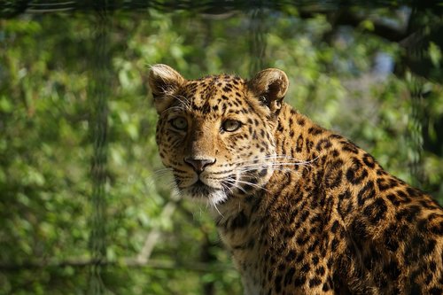 leopard  dangerous  predator