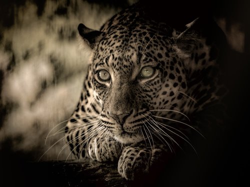 leopard  africa  endangered