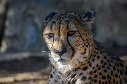 leopard  san diego  animal