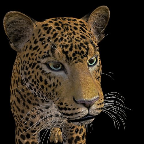 leopard  big cat  wildcat