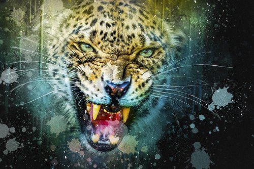 leopard  cat  predator