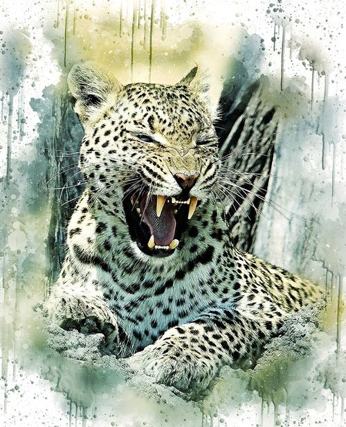 leopard  cat  wildlife