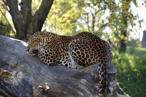 leopard  nature  close up