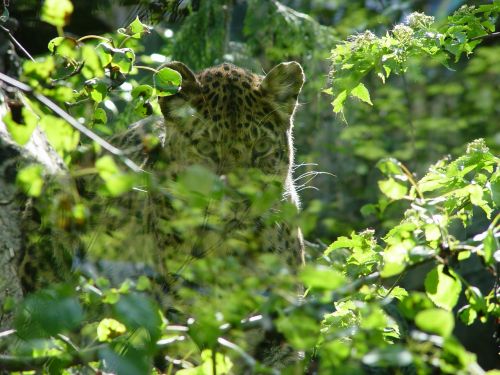 leopard animal nature