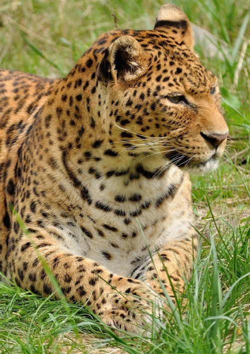 leopard predator wildcat