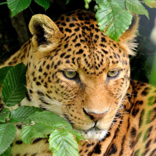 leopard portrait zoo