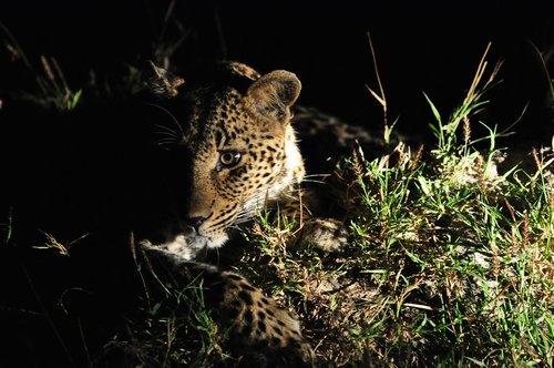 leopard  africa  safari