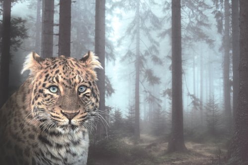 leopard  big cat  wildcat