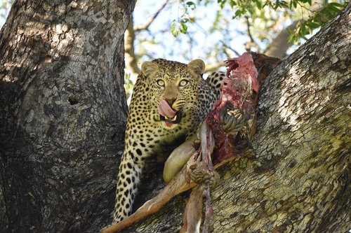 leopard  kill  carnivore