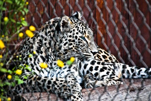 leopard  predator  cat