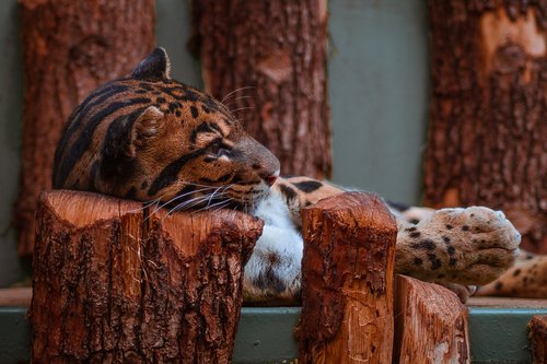 leopard  zoo  animal
