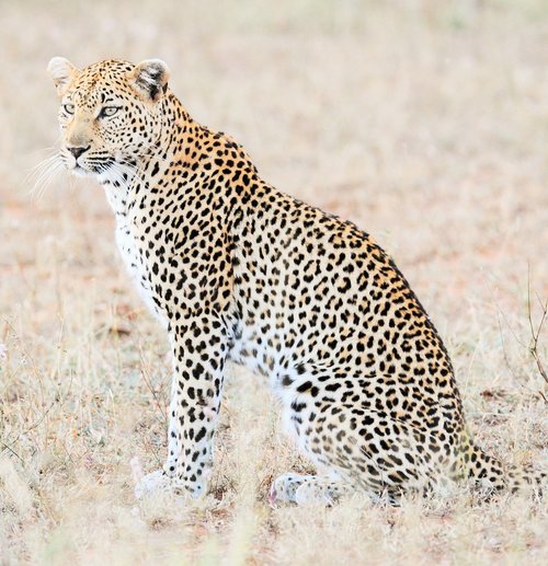 leopard  africa  safari