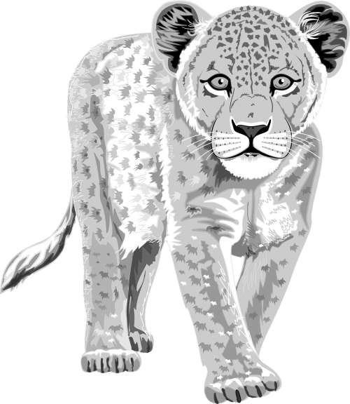 leopard white animal