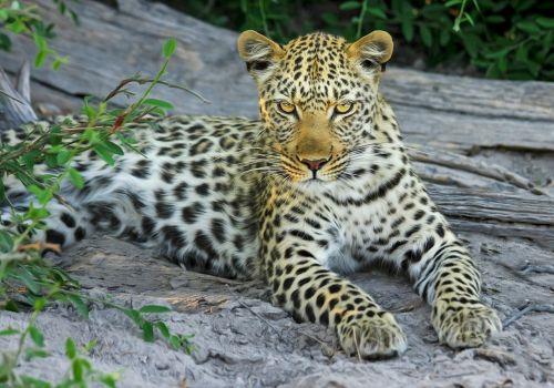 leopard cat big cat