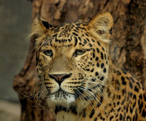 leopard predator feline