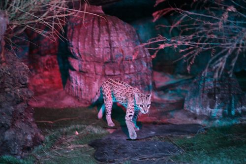 leopard cat ocelot