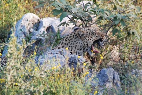leopard yawn tired