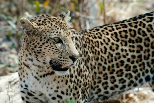 leopard cat savuti