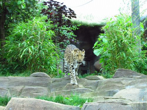 leopard zoo spots