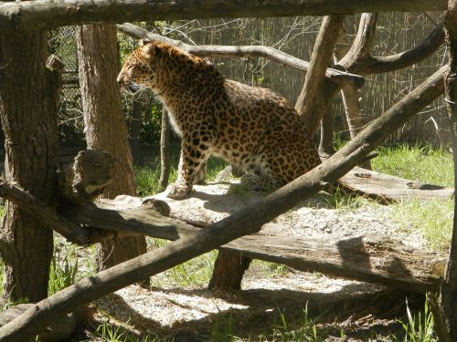 leopard animal feline
