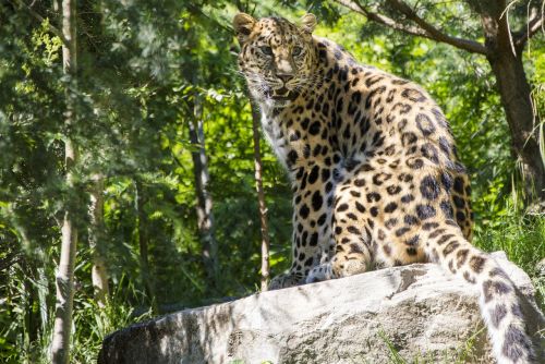 leopard cat zoo