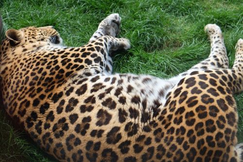 leopard animal sleeping