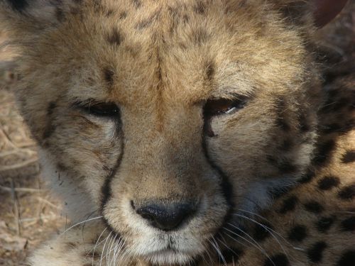 leopard south africa safari