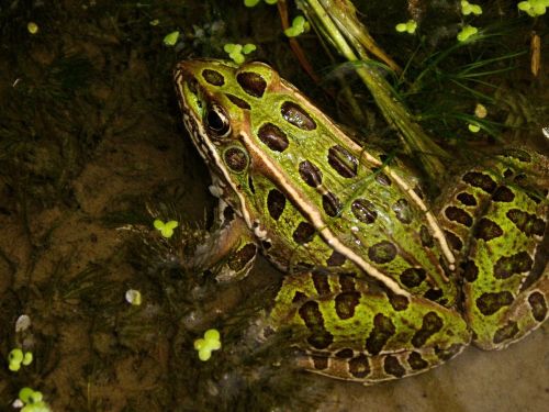leopard frog portrait green
