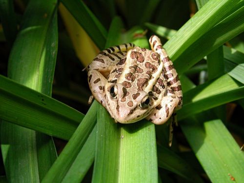 northern leopard frog frog amphibian