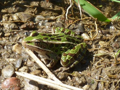 leopard frog frog green