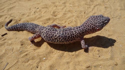 leopard gecko lizard wild