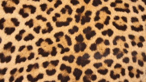 leopard skin spots design