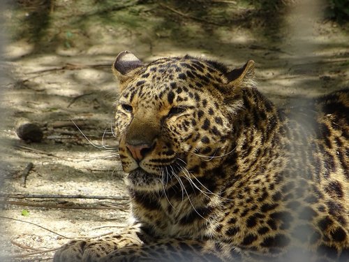 leopard spotted  animal