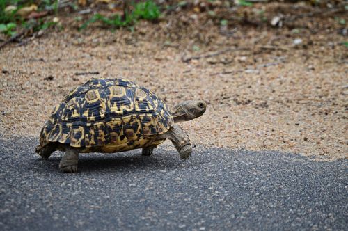 leopard tortoise nature wildlife