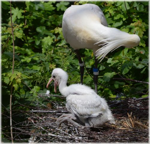 Spoonbill And Young 2 (series)