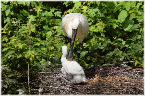 Spoonbill And Young 4 (series)