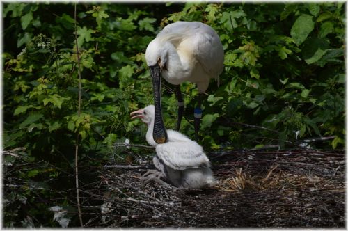 Spoonbill And Young 5 (series)