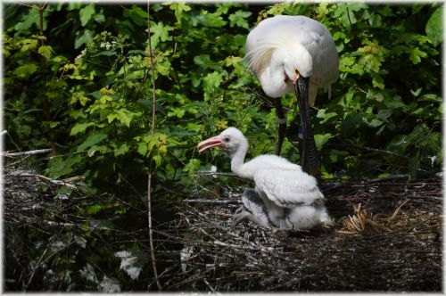 Spoonbill And Young 6 (series)