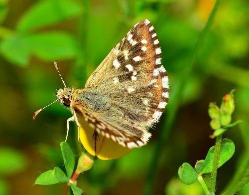 lepidoptera butterfly insects