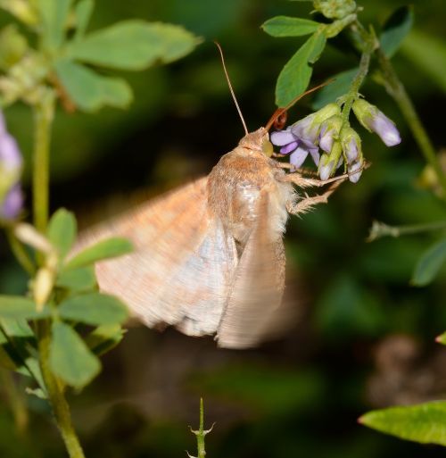 lepidoptera butterfly helicoverpa