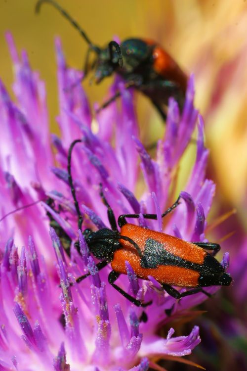 lepture cordigere insect nature