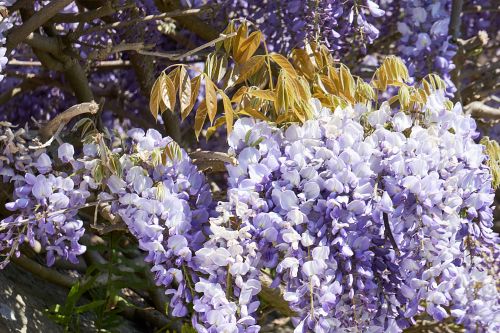 Wisteria