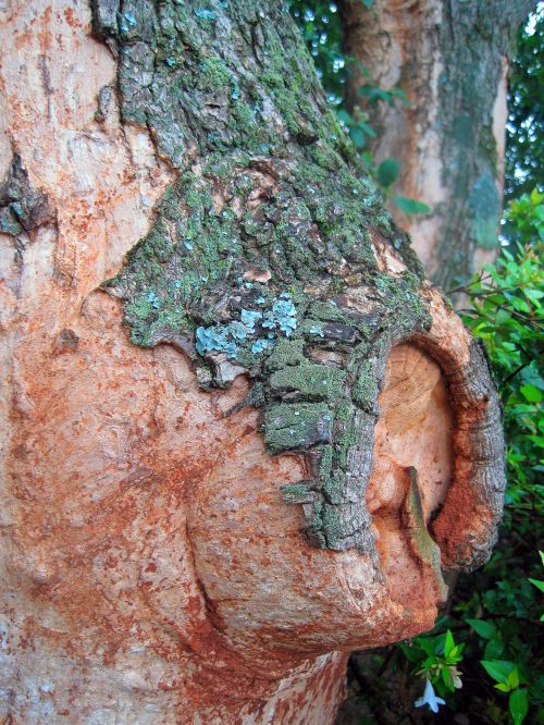 Lesion On Tree Trunk