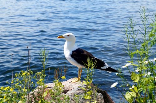 lesser black-backed gull fjäderholmarna summer