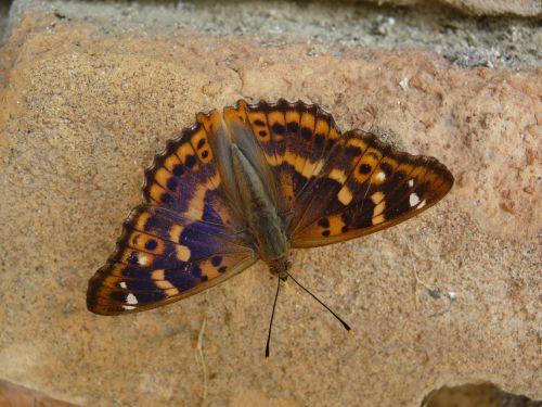 lesser purple emperor butterfly insect