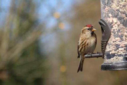 lesser redpoll redpoll garden bird