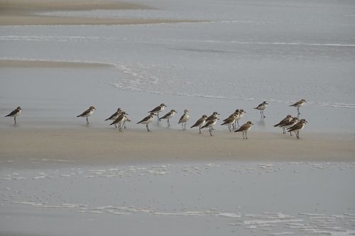 lesser sand plover bird aves