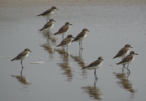lesser sand plover bird aves