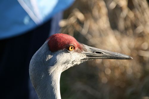 lesser sandhill crane head beak