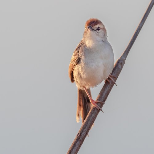 lesser swamp warbler  warbler  bird